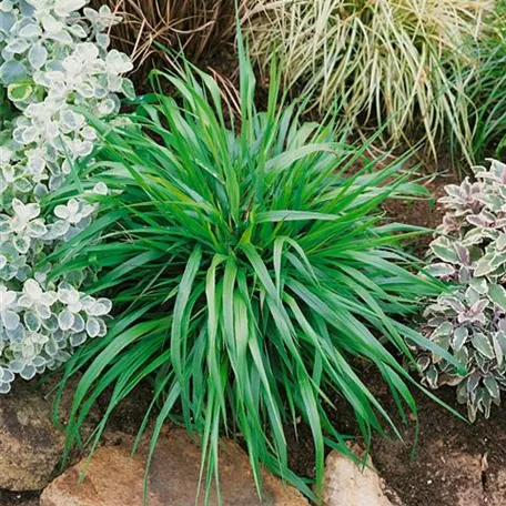 Brachypodium pinnatum