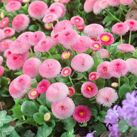 Bellis perennis 'Erdbeersahne'