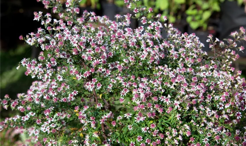 Waagerechte Garten-Aster 'Coombe Fishacre'