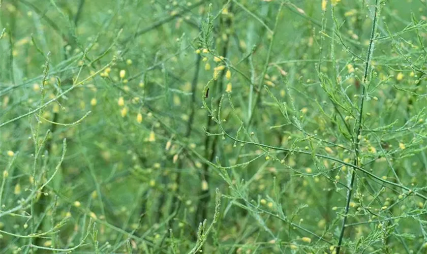 Garten-Zier-Spargel 'Spitzenschleier'