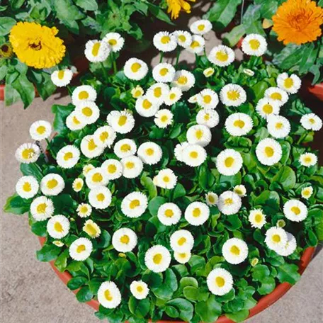 Bellis perennis 'Galaxy'