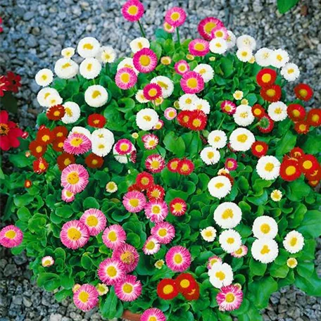 Bellis perennis 'Confetti'