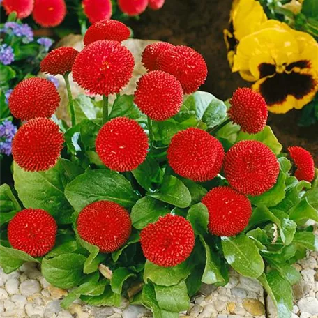 Bellis perennis Pomponette