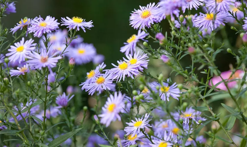 Garten-Raublatt-Aster 'Treasure'