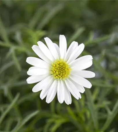 Essbare Blüten - Die schönsten Rezepte