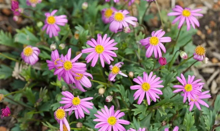 Gänseblümchen 'Strawberry-Pink'