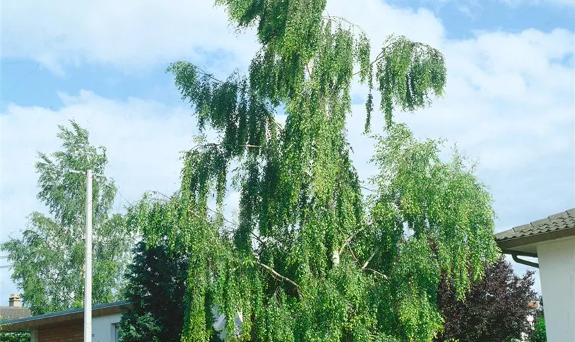 Hängebirke 'Tristis'