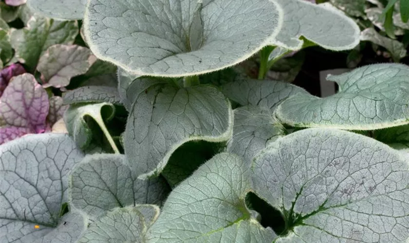 Brunnera macrophylla 'King´s Ransom'