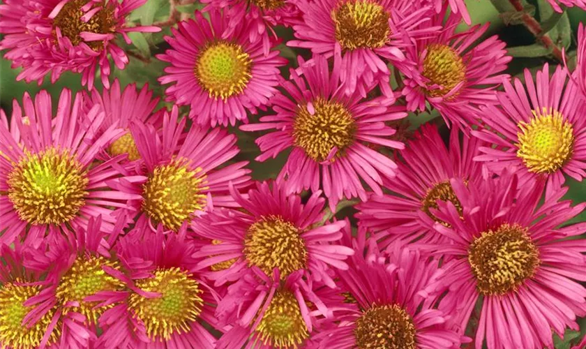 Garten-Raublatt-Aster 'Alma Pötschke'