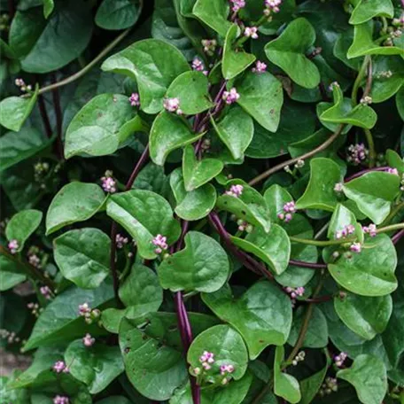 Basella alba 'Rubra'