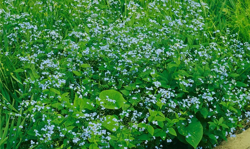 Brunnera macrophylla 'Caucasian Carpet'