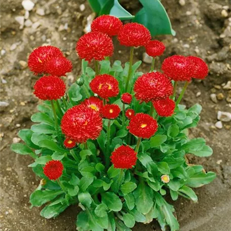 Bellis perennis 'Speedstar® Red'