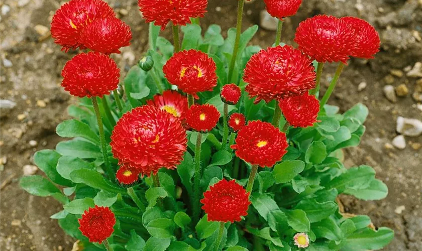 Gänseblümchen 'Speedstar® Red'