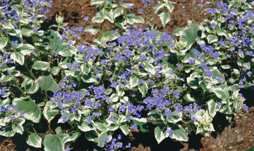 Brunnera macrophylla 'Emerald Mist'