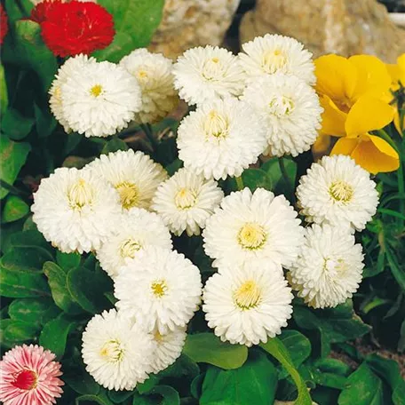 Bellis perennis 'Speedstar® White'