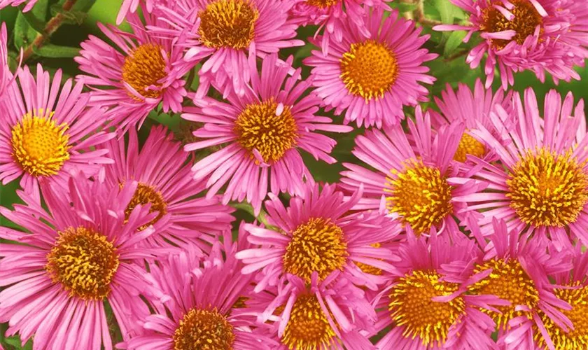 Garten-Raublatt-Aster 'Harrington´s Pink'