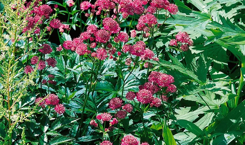 Garten-Sterndolde 'Rubra'