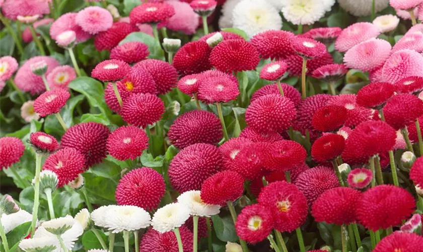 Bellis perennis 'Tasso Red'