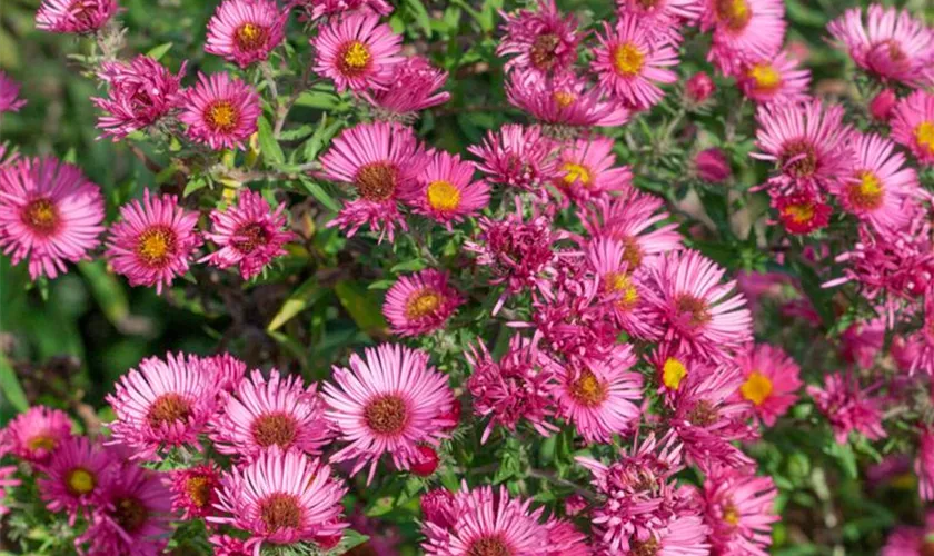 Garten-Raublatt-Aster 'Lachsglut'