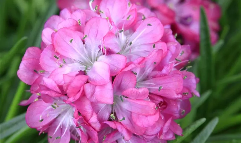 Armeria maritima 'Armada Rose'