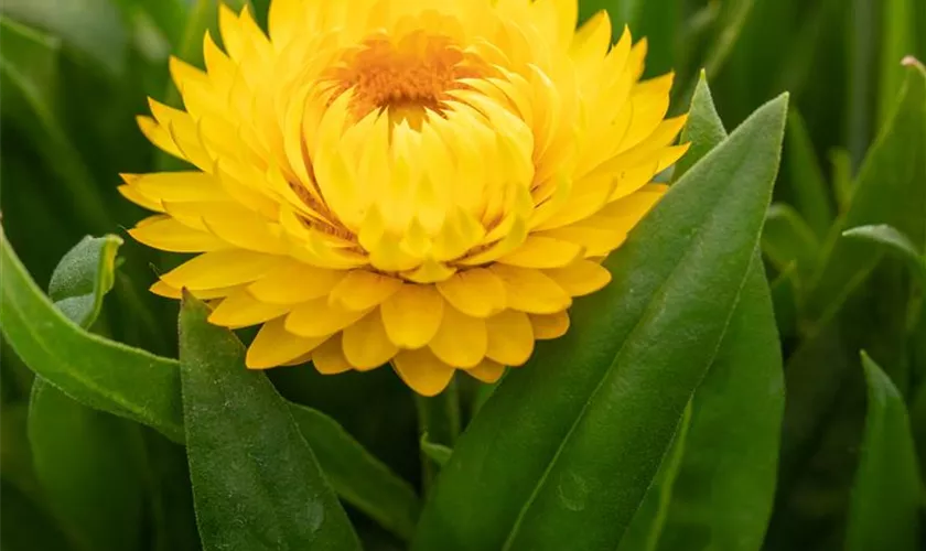 Strohblume 'Totally Yellow'(s)