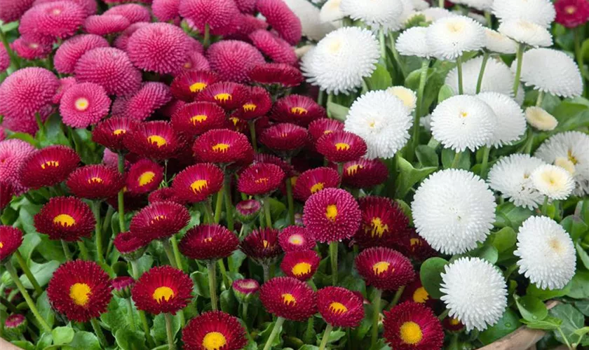 Bellis perennis 'Tasso White'