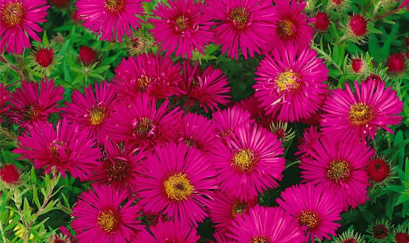 Garten-Raublatt-Aster 'Rubinrot'