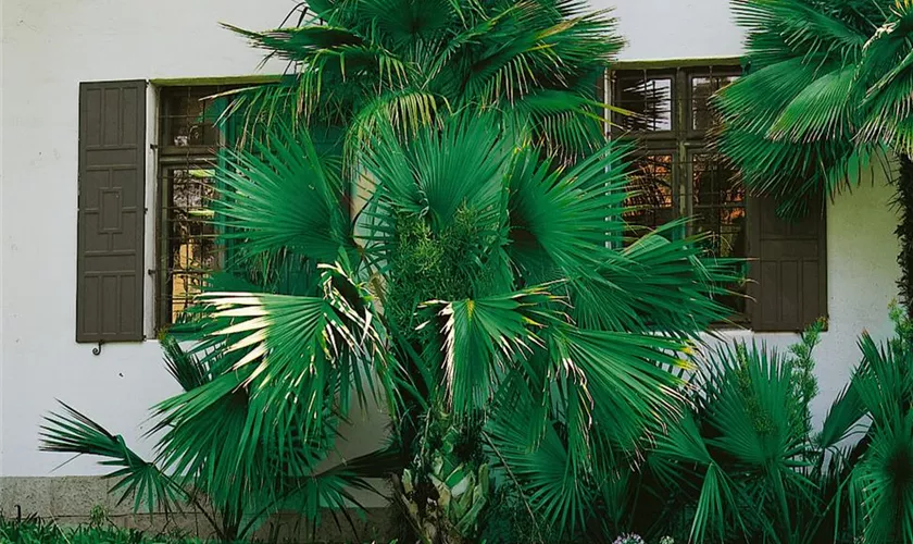 Guadelupe-Palme