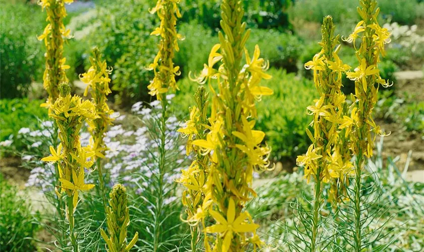 Asphodeline liburnica