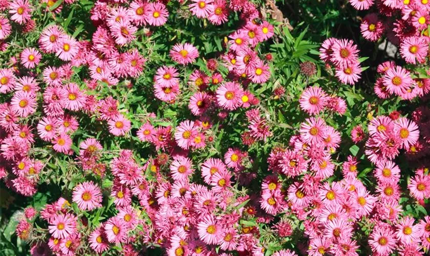 Garten-Raublatt-Aster 'Rudelsburg'