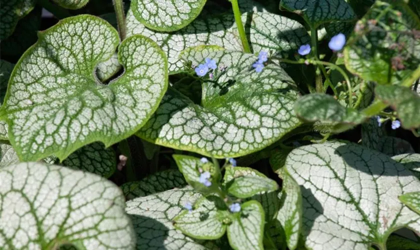 Brunnera macrophylla 'Sea Heart'