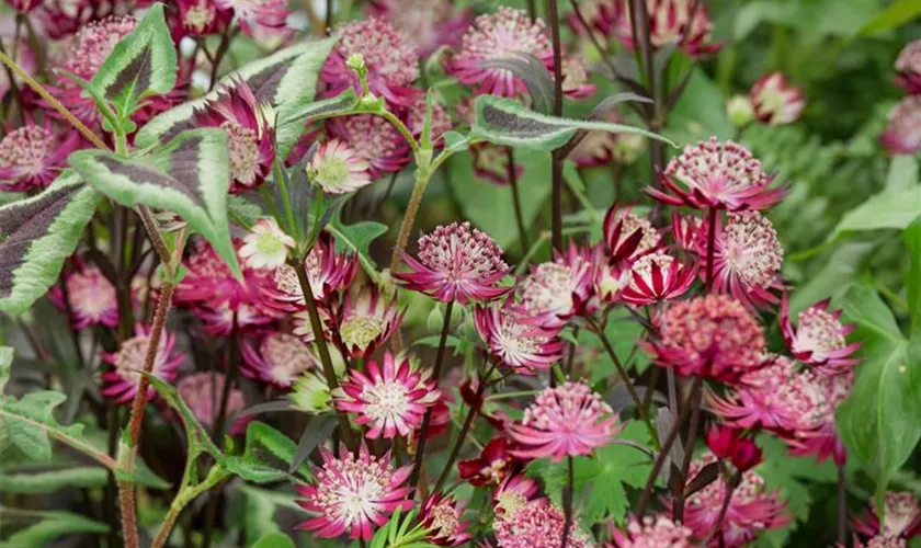 Garten-Sterndolde 'Can Candy'