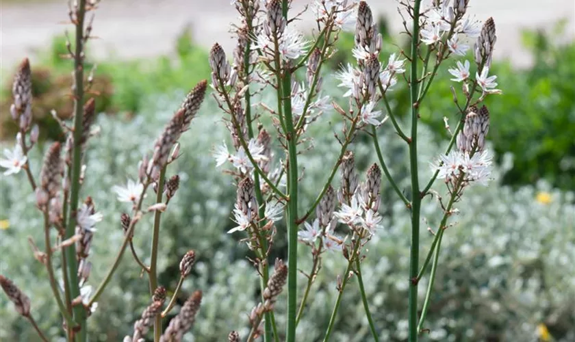 Sommerlicher Affodill