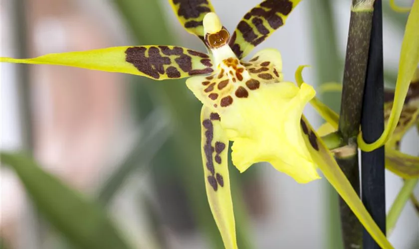 Brassia 'Eternal Wind'