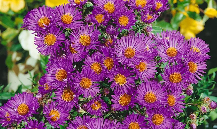 Garten-Raublatt-Aster 'Violetta'