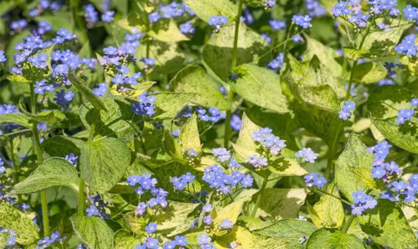 Brunnera macrophylla 'Yellow Spring'