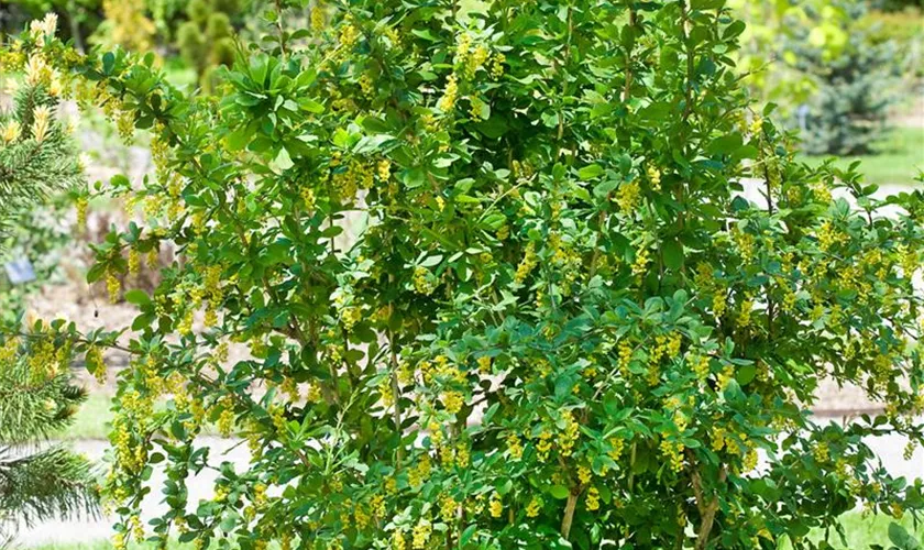 Berberis amurensis