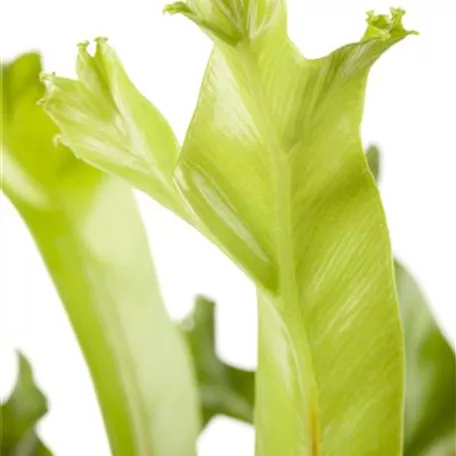 Asplenium antiquum 'Leslie'