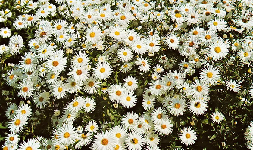 Garten-Glattblatt-Aster 'Alaska'