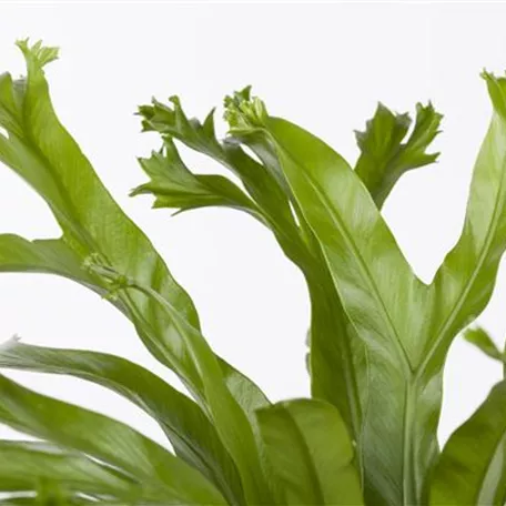 Asplenium antiquum 'Crissie Amy'