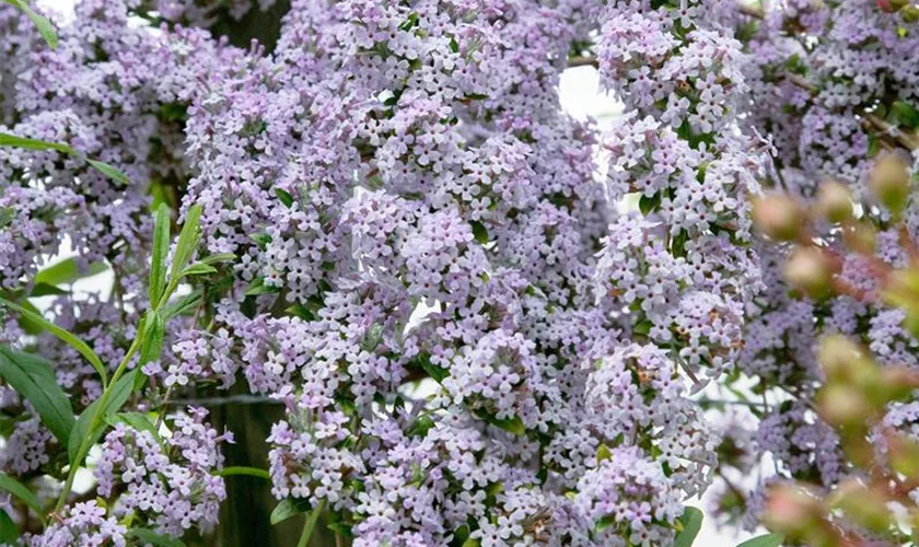 Buddleja alternifolia 'Argentea'