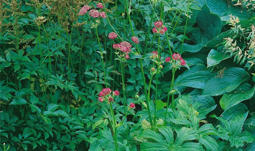 Garten-Sterndolde 'Lars'