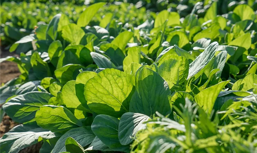 Brassica campestris 'Green Boy'