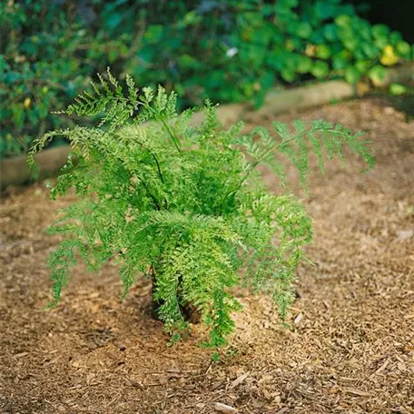 Asplenium bulbiferum 'Suze'