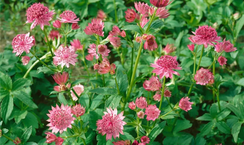 Garten-Sterndolde 'Pink Pride'