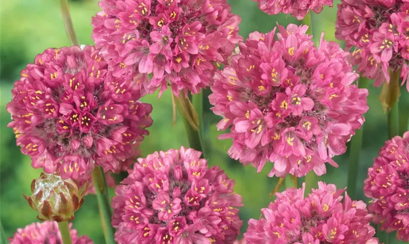 Breitblättrige Garten-Grasnelke 'Bees Ruby'