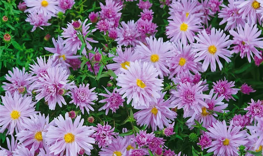 Garten-Glattblatt-Aster 'Bonningdale Blue'