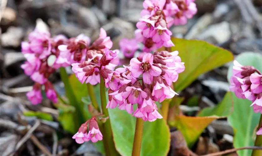 Garten-Bergenie 'Blickfang'