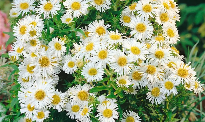 Garten-Glattblatt-Aster 'White Ladies'