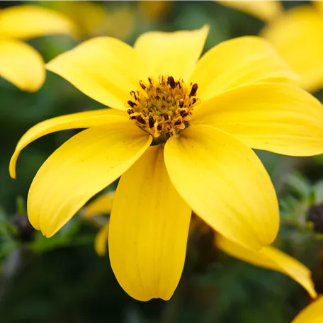 Bidens ferulifolia '2Teeth'®